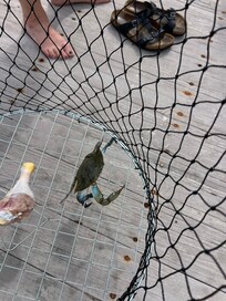 Towed him back but was fun to catch!!!