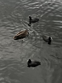 The ducks on the lagoon swam up to our cabin each morning