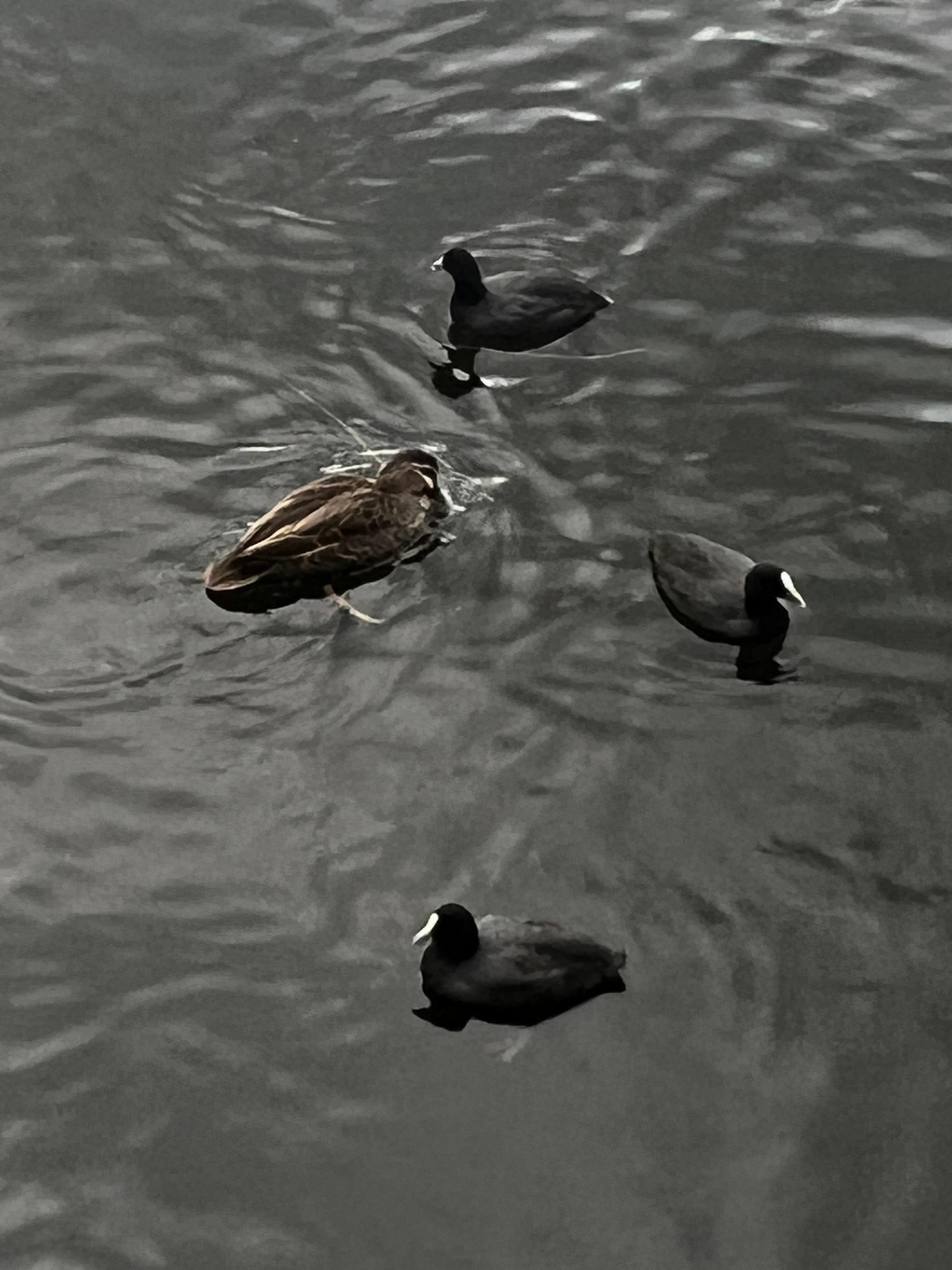 The ducks on the lagoon swam up to our cabin each morning 