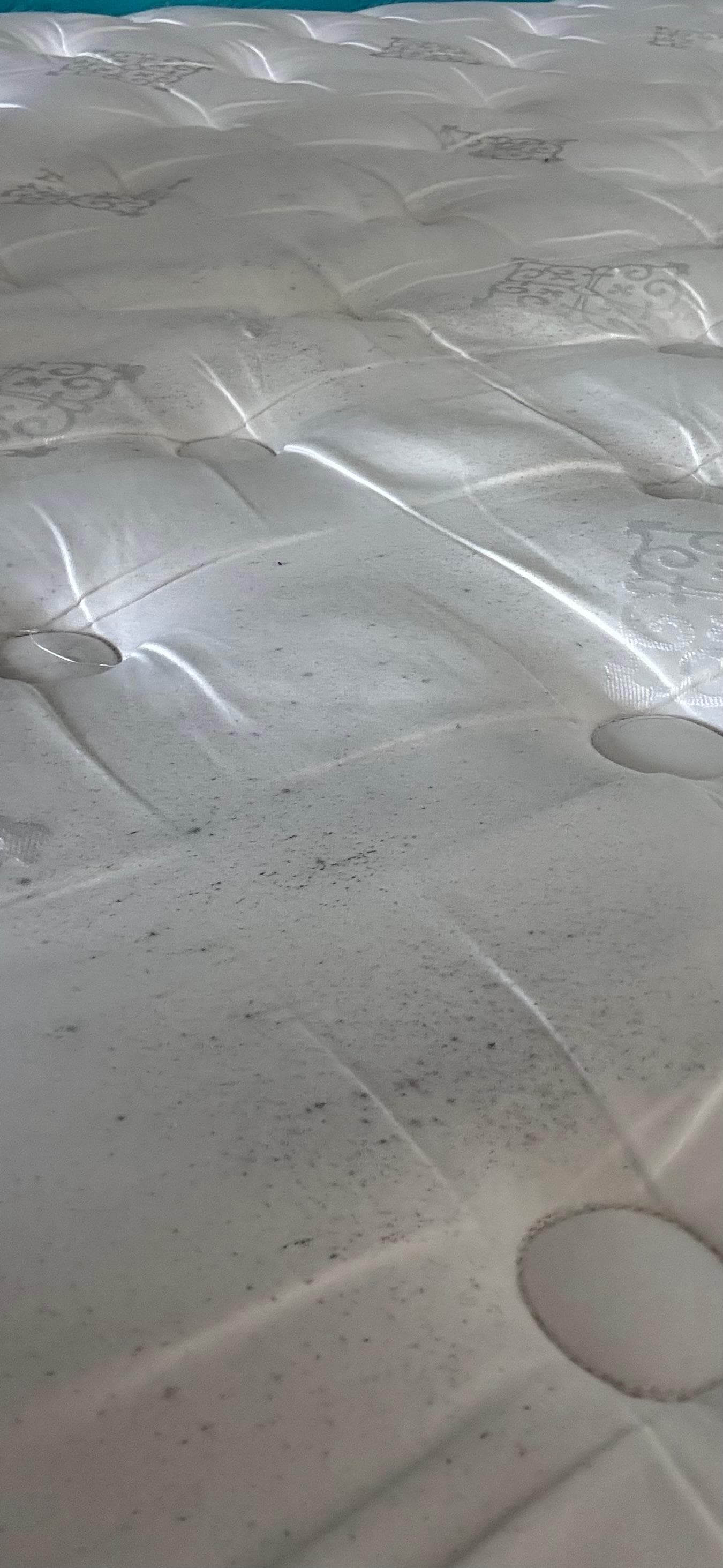 Mold all over the mattress 