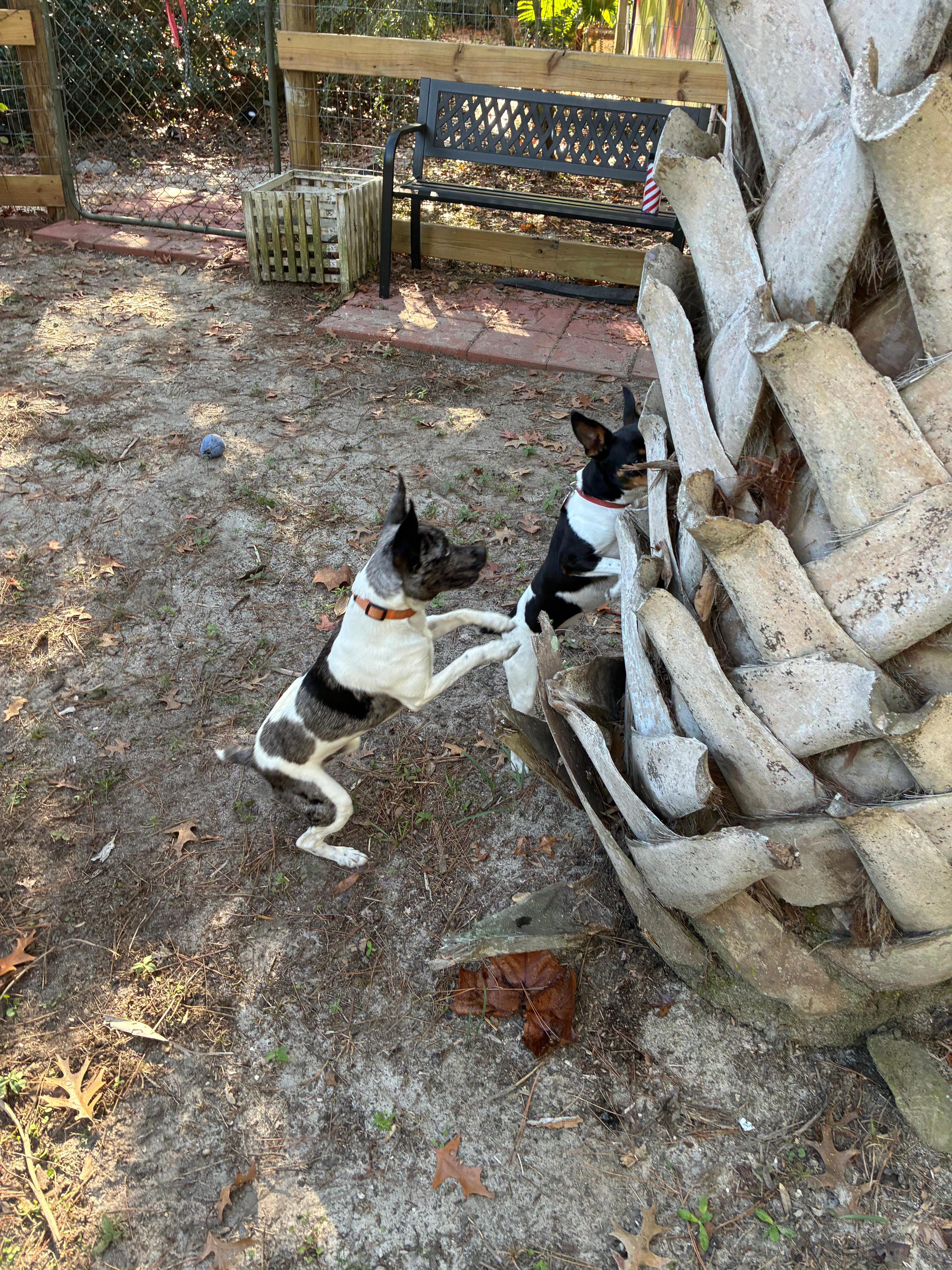 Room for our dogs to play and hunt. 