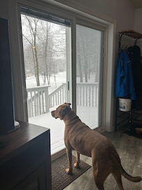 Buddy checking out the local visiting deer…’we don’t have this is Kansas, mom!’
-Towamensing Trails
