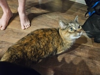 Molly the friendly kitty