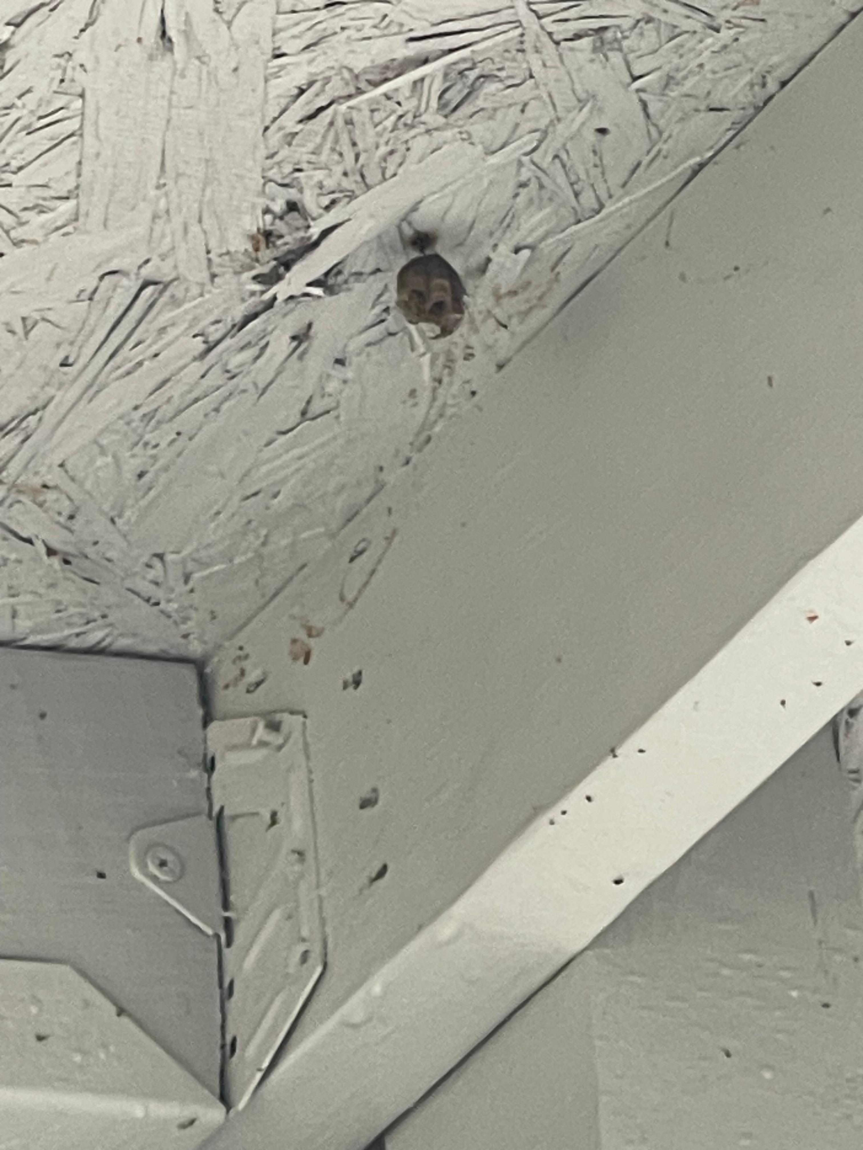 Wasps on back porch
