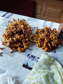Ernte aus dem Wald
