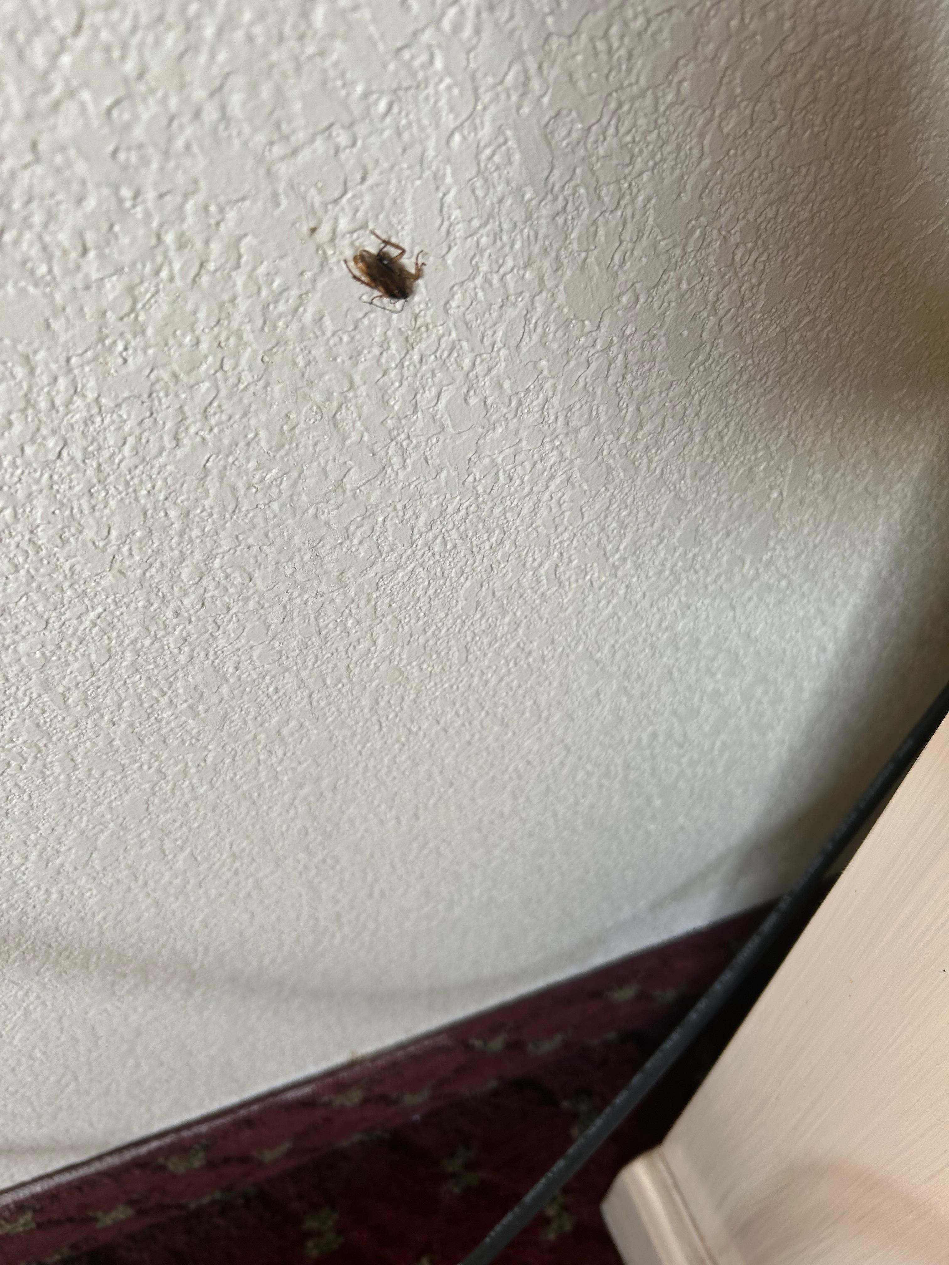 COCKROACH