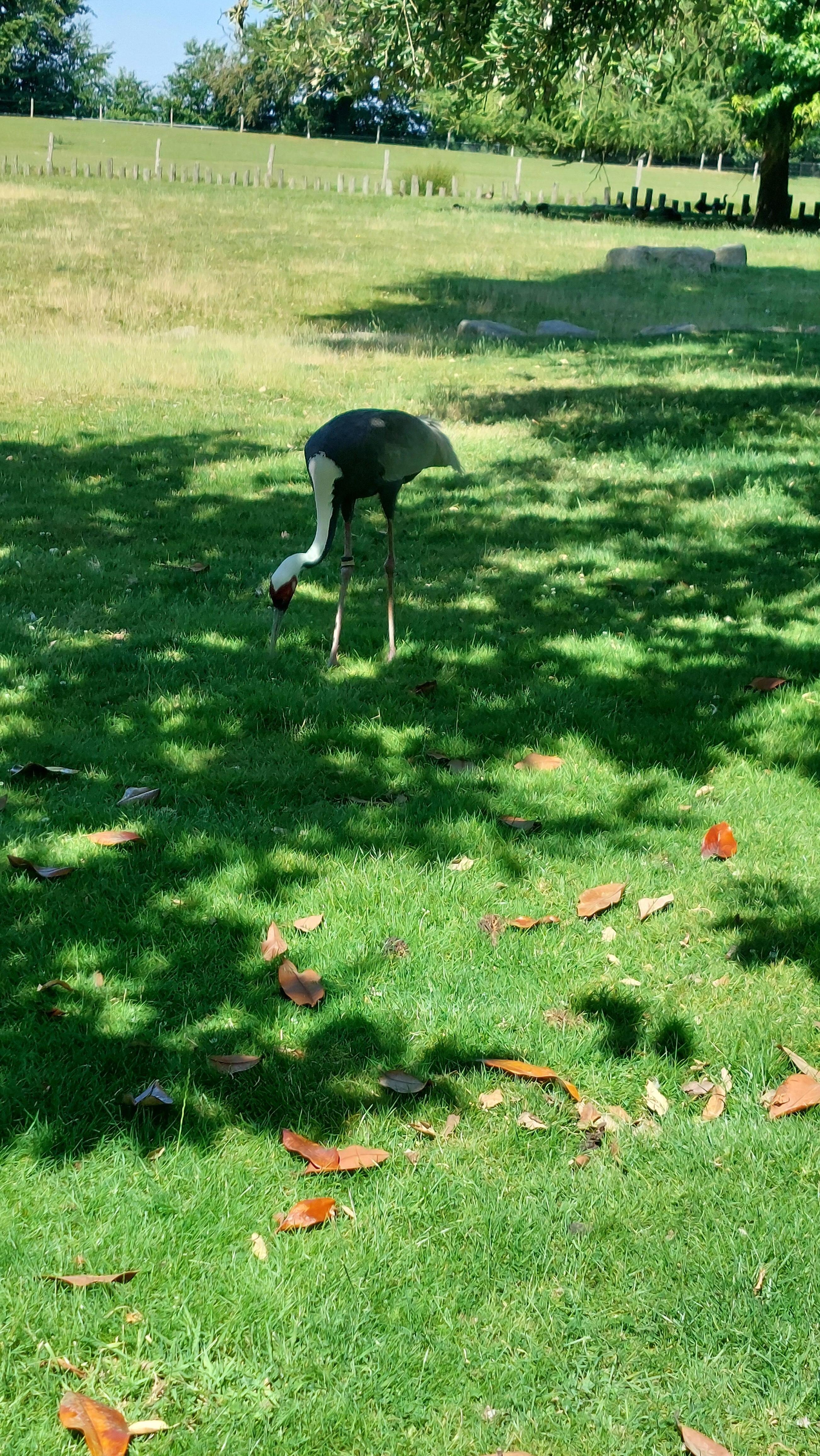 Zoo bainfre 