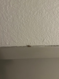 A roach above my room door before I could even get in.
