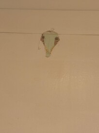 Back of the shower room door - couldn’t be troubled to finish painting it.