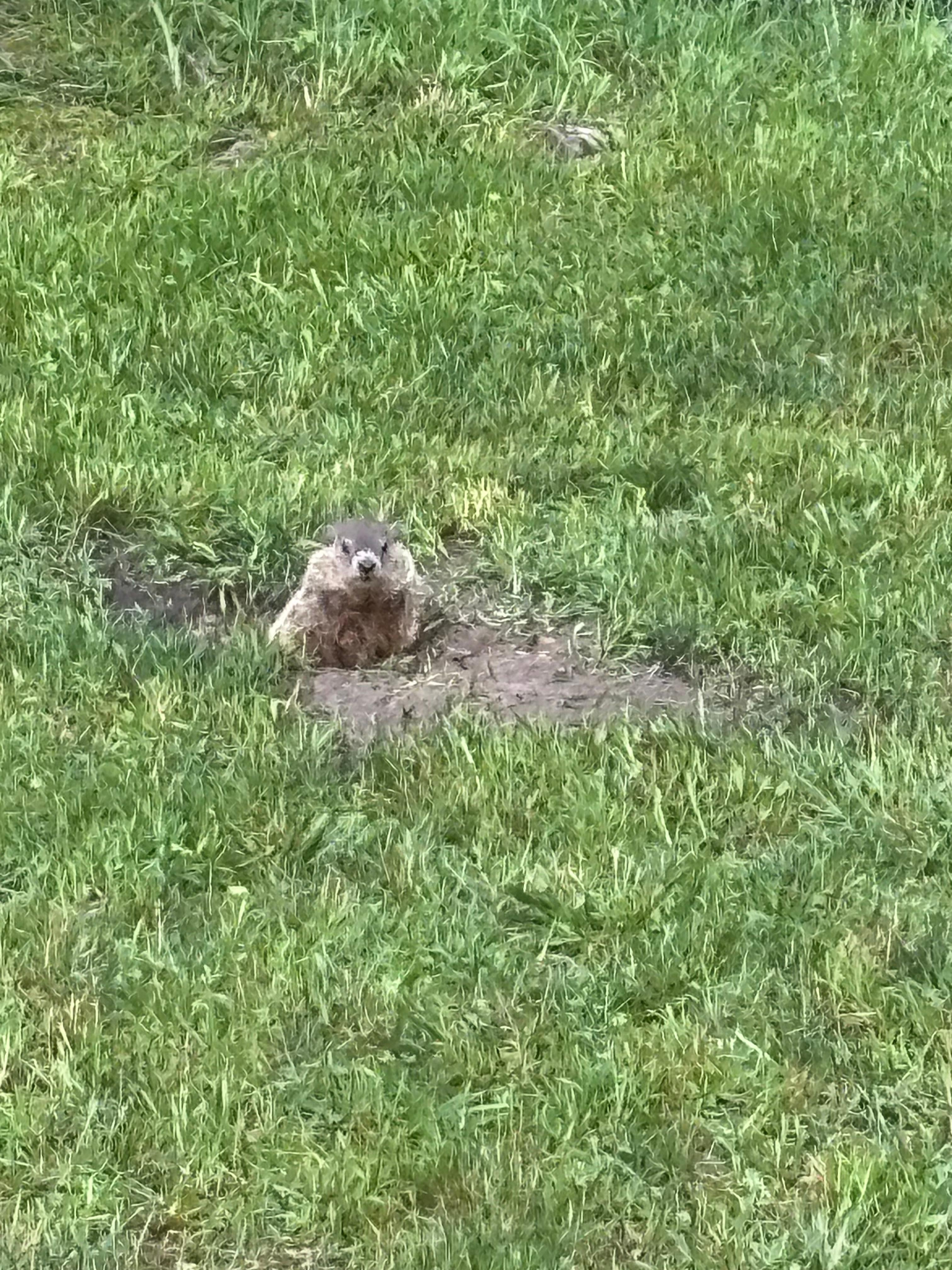 Groundhog by creek