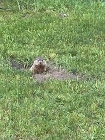 Groundhog by creek