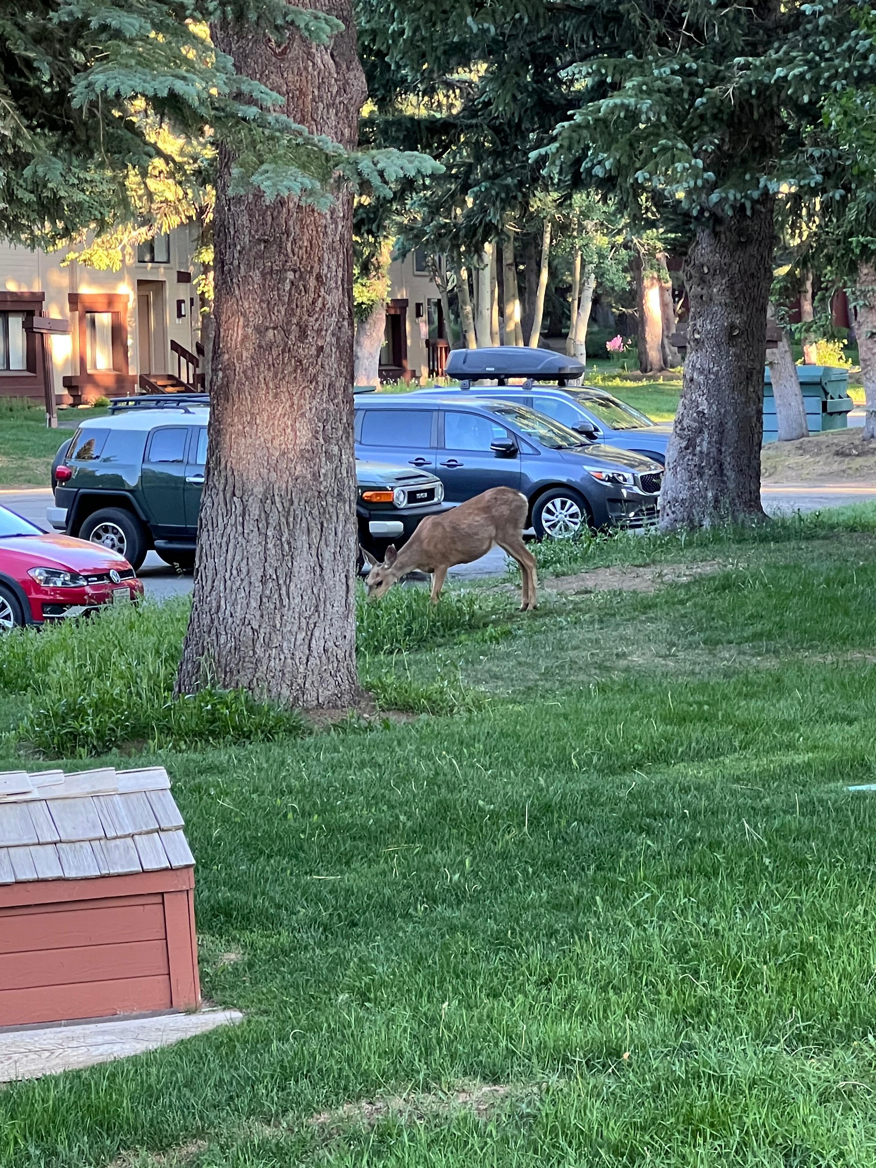 Deer in front of the unit