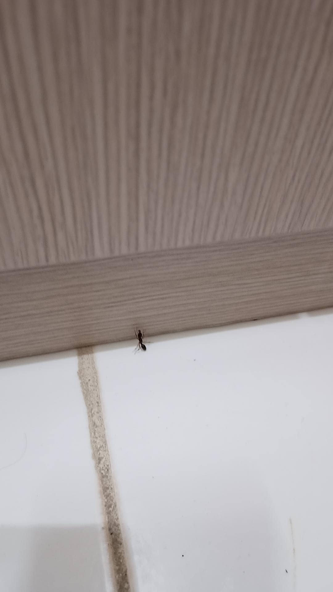 Ants