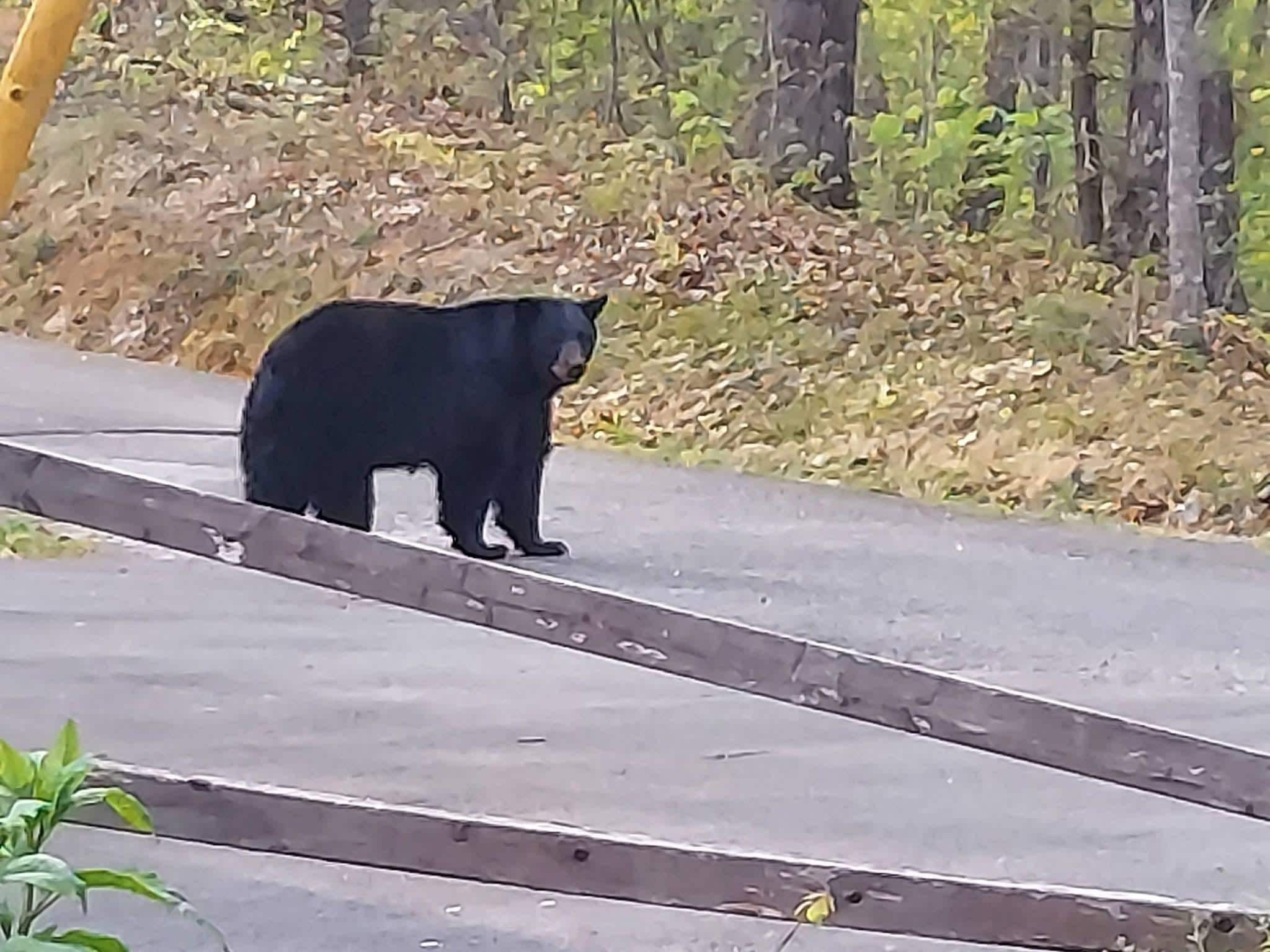 Black bear at the cabin behind us. 