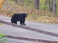 Black bear at the cabin behind us.