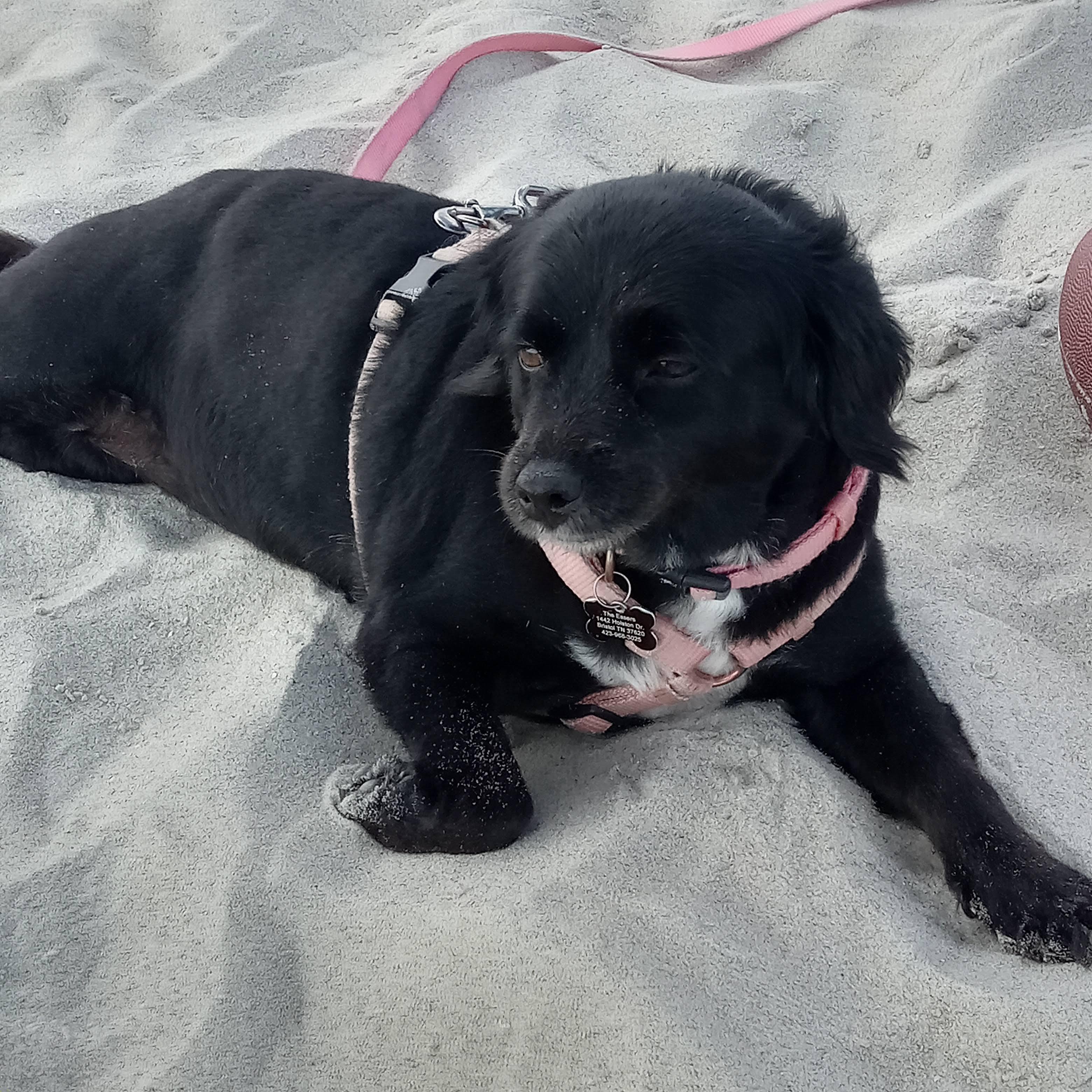 Cleo resting on the beach