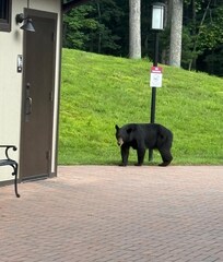 Encountered a black bear