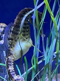 Sea life
