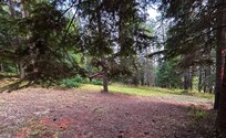 The backyard is large and peaceful