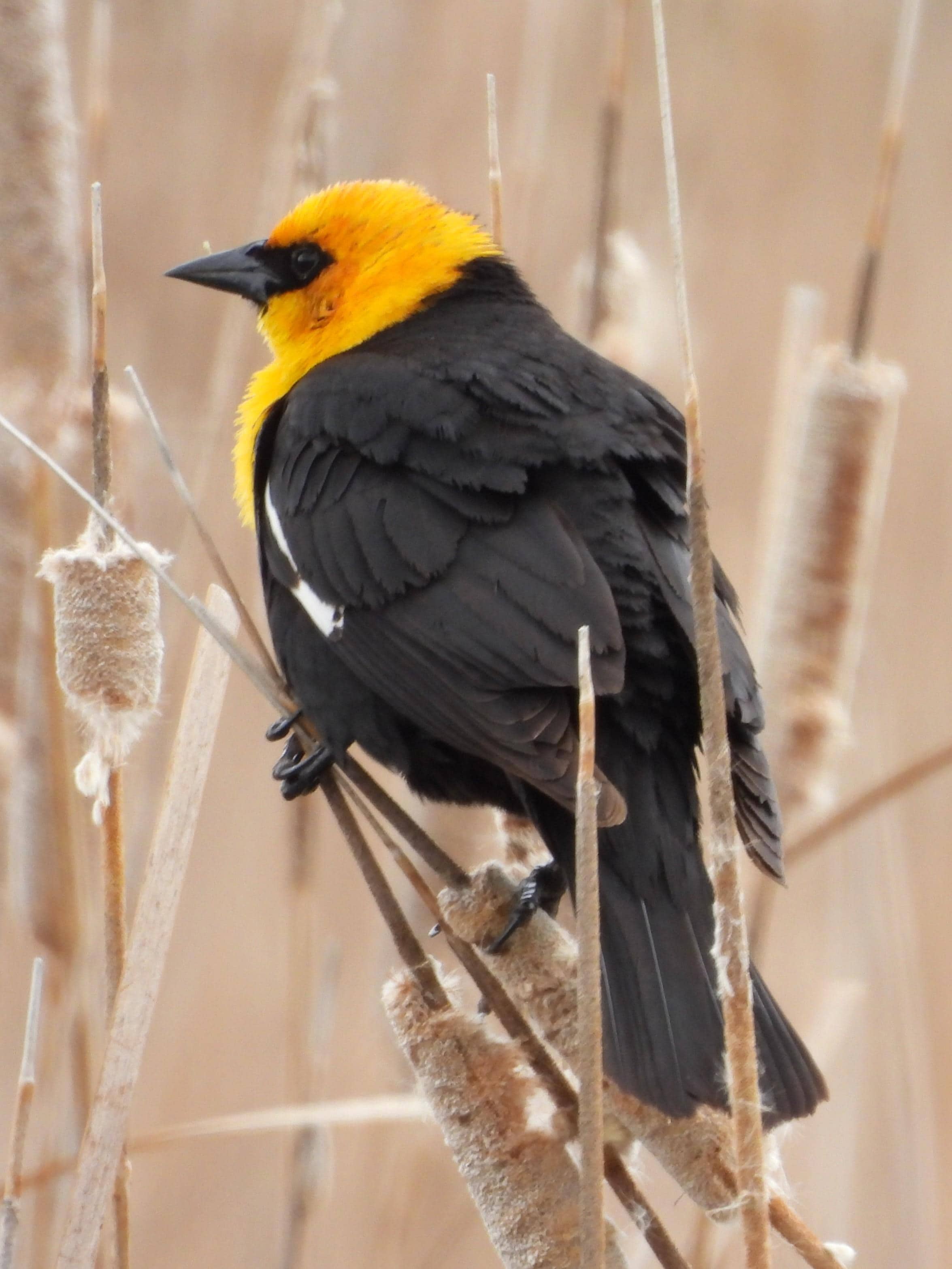 Yellow headed blackbird, Eccles nature preserve, Farmington