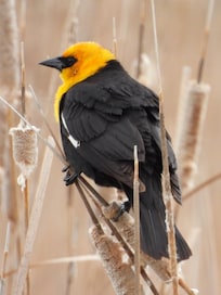 Yellow headed blackbird, Eccles nature preserve, Farmington