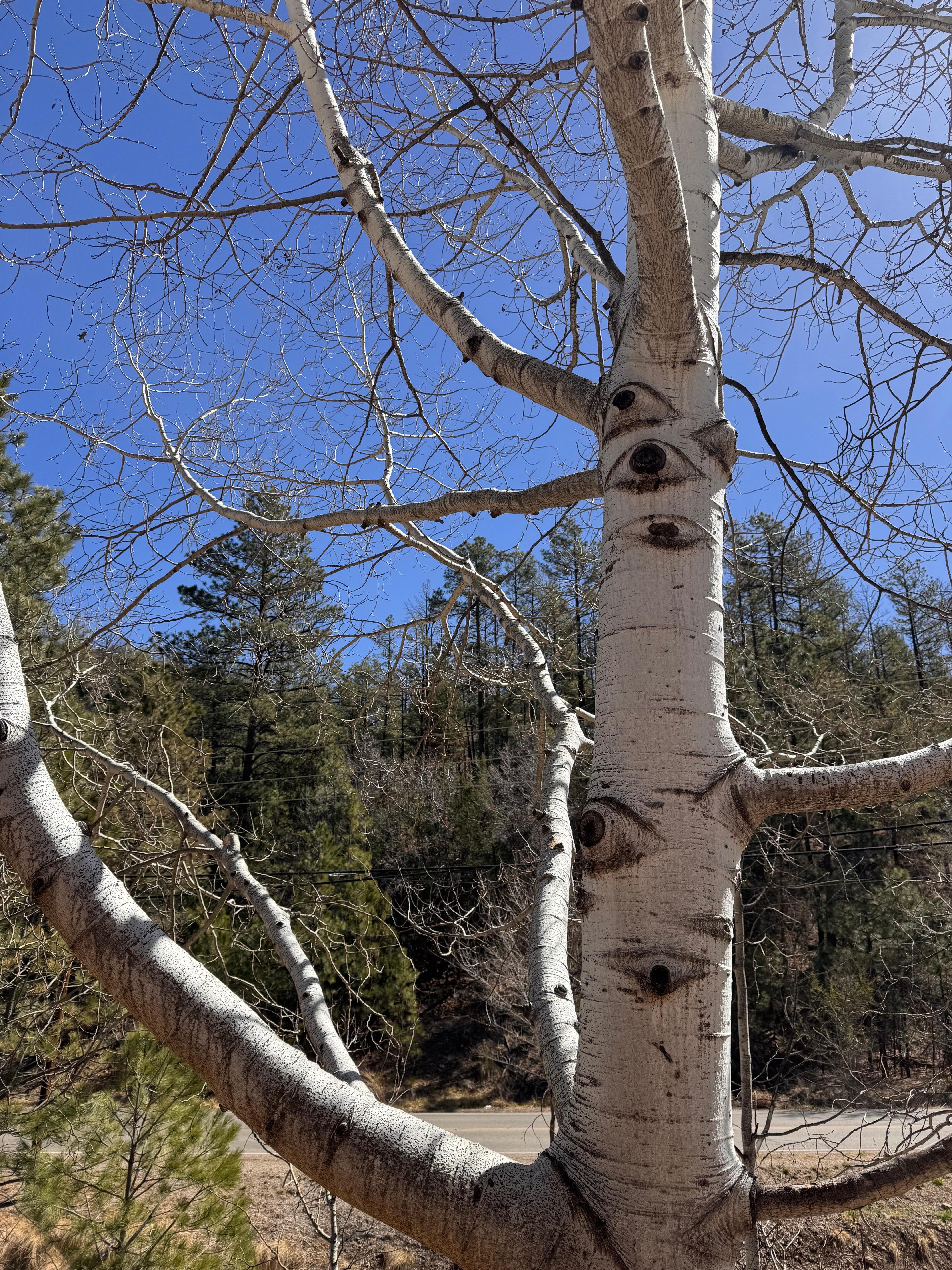 Large aspen tree just outside the balcony