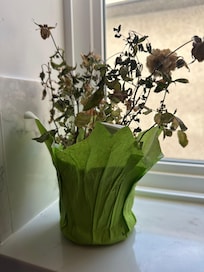 Dead plant in the windoe