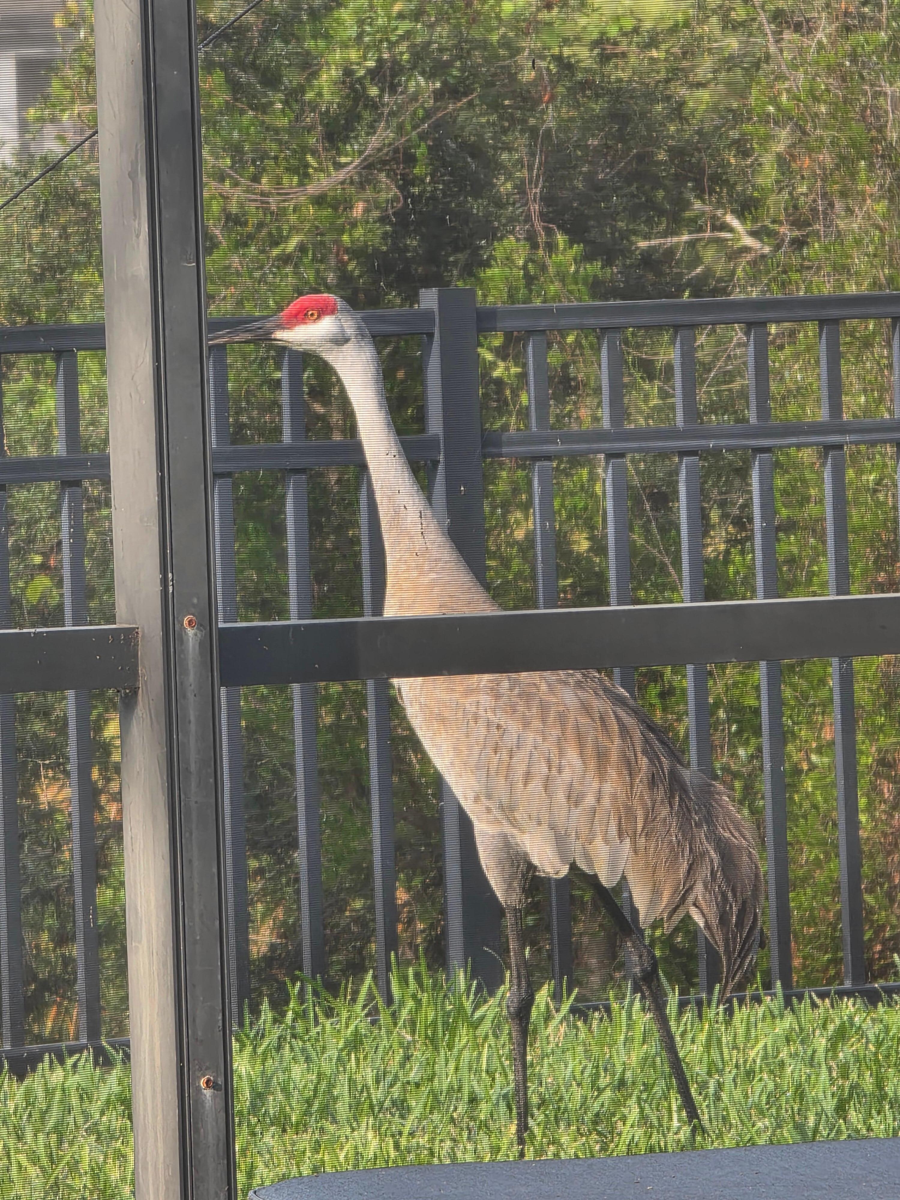We had a visitor while enjoying morning coffee on the lanai!