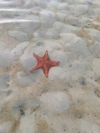 Starfish spotted a few steps into the water.