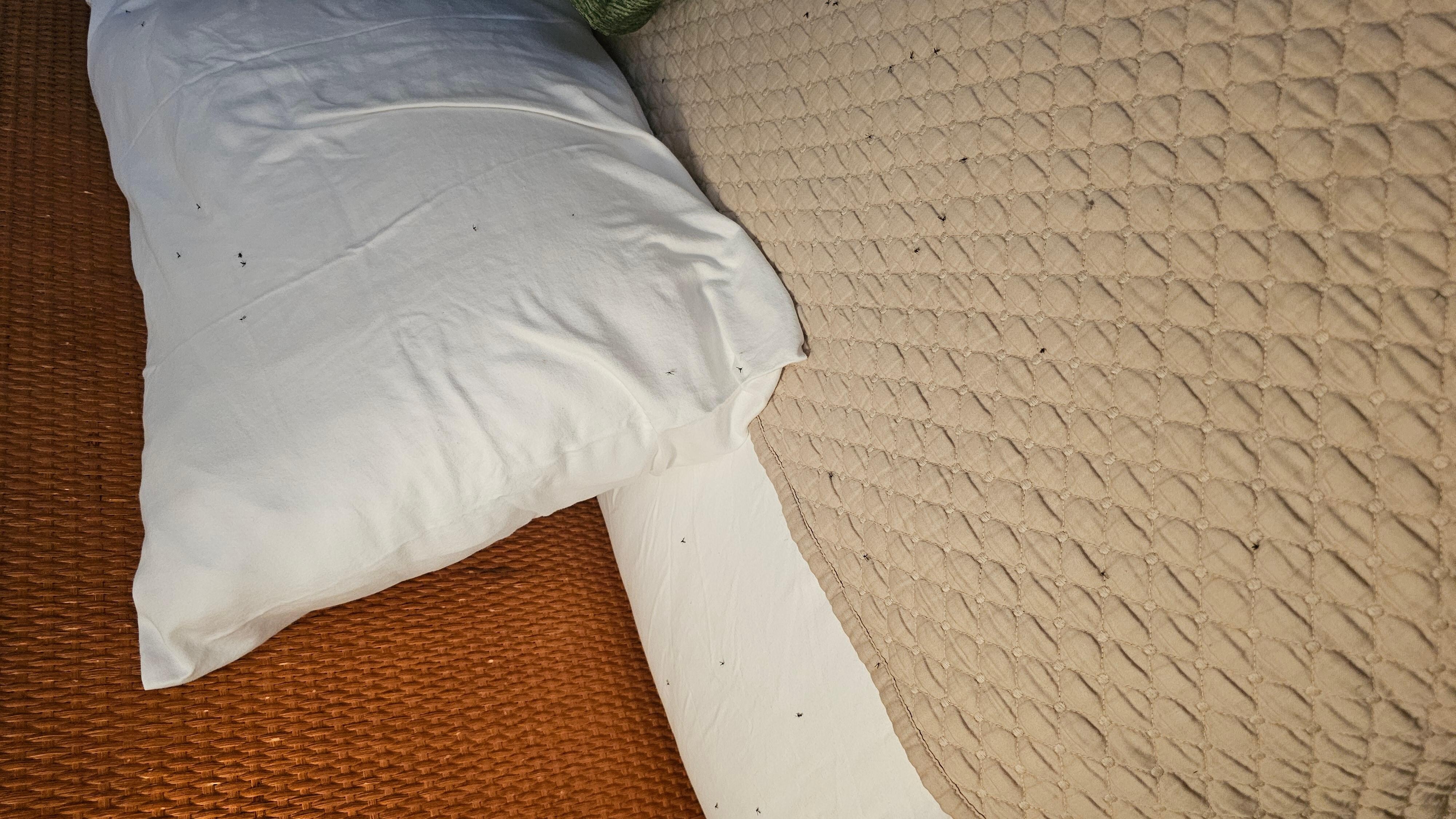 There were bugs all over the entire bed and hundreds on the floor.