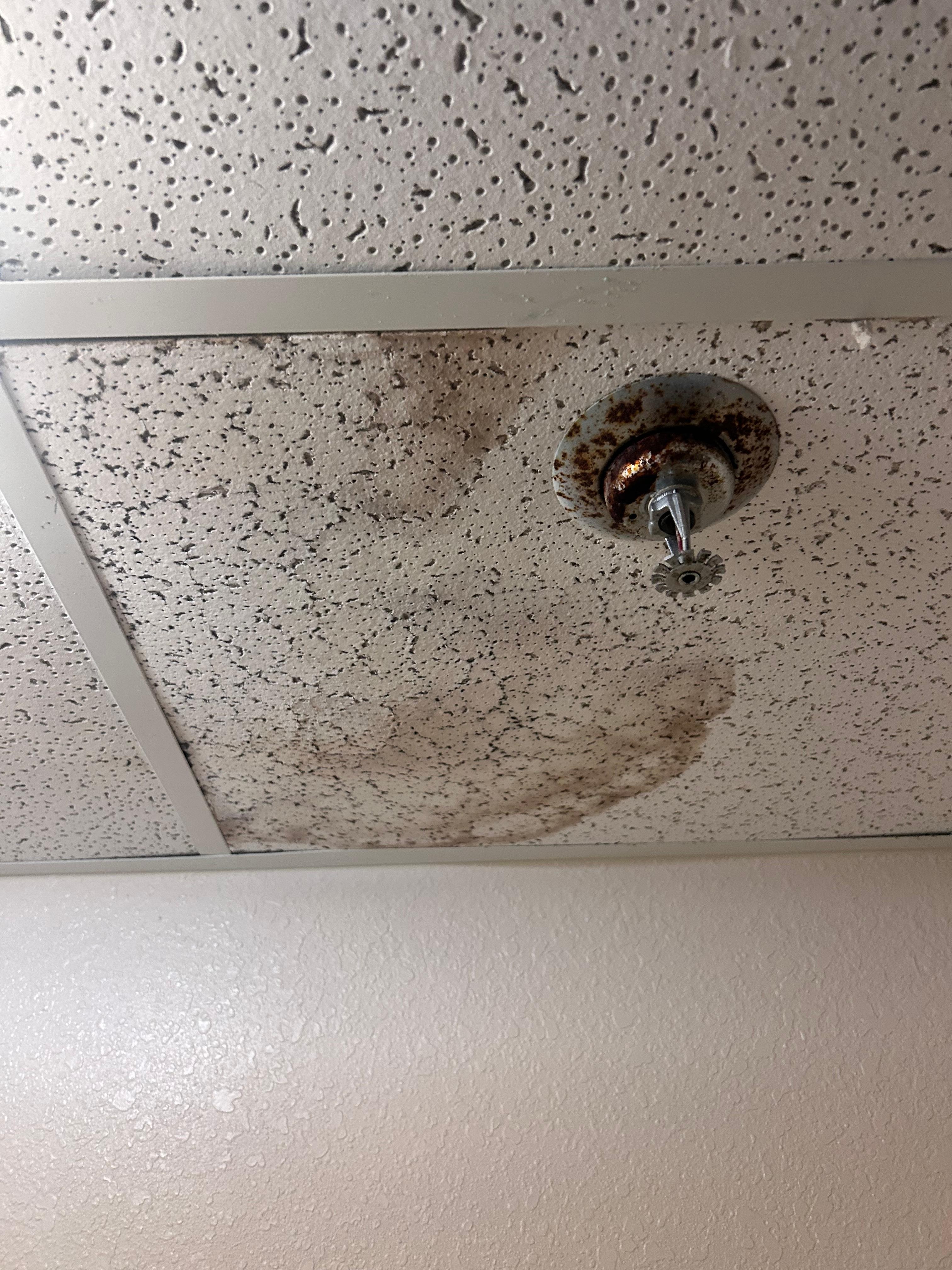 Mold on ceiling 