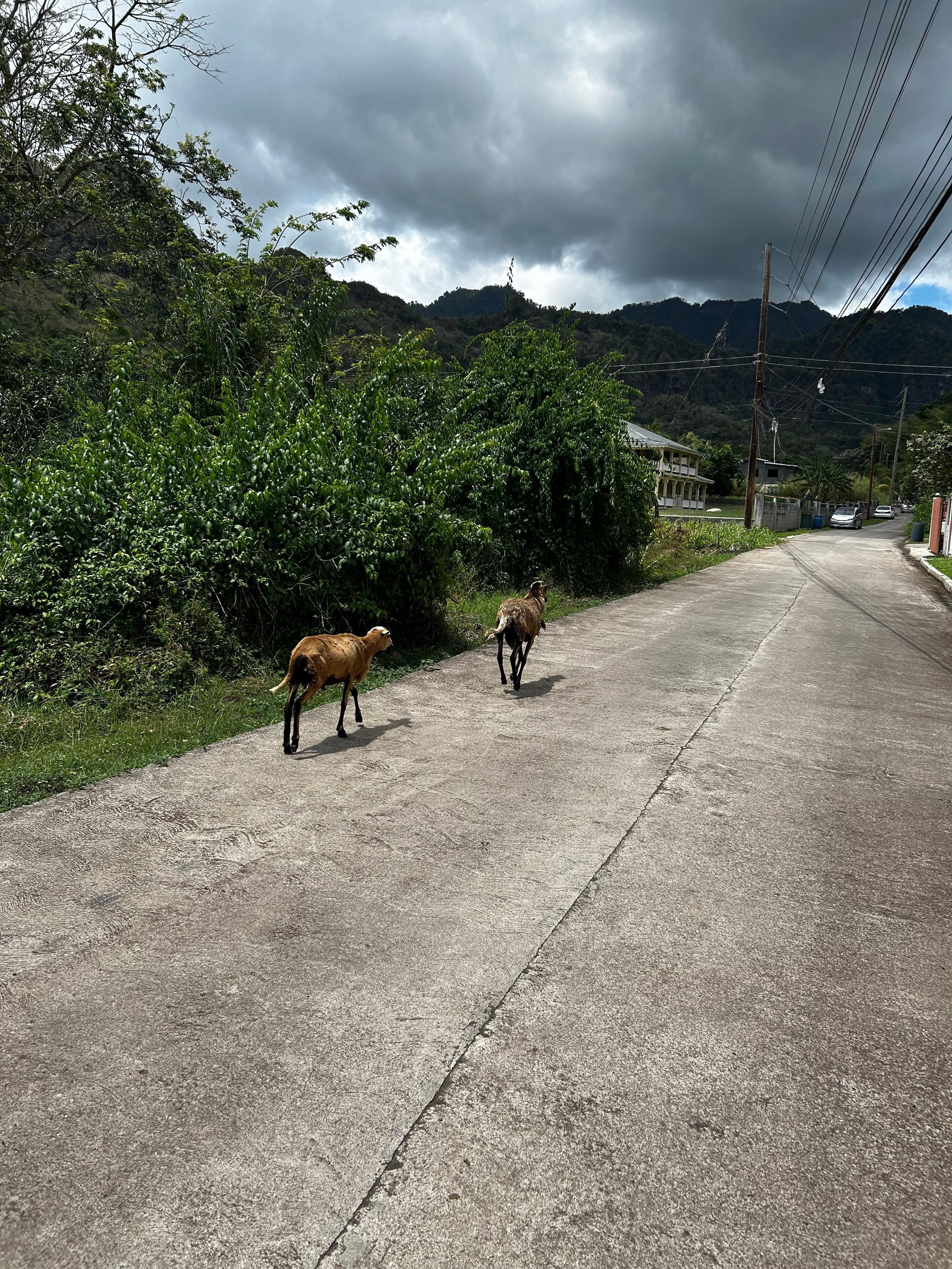 Goats freely grazing