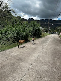 Goats freely grazing