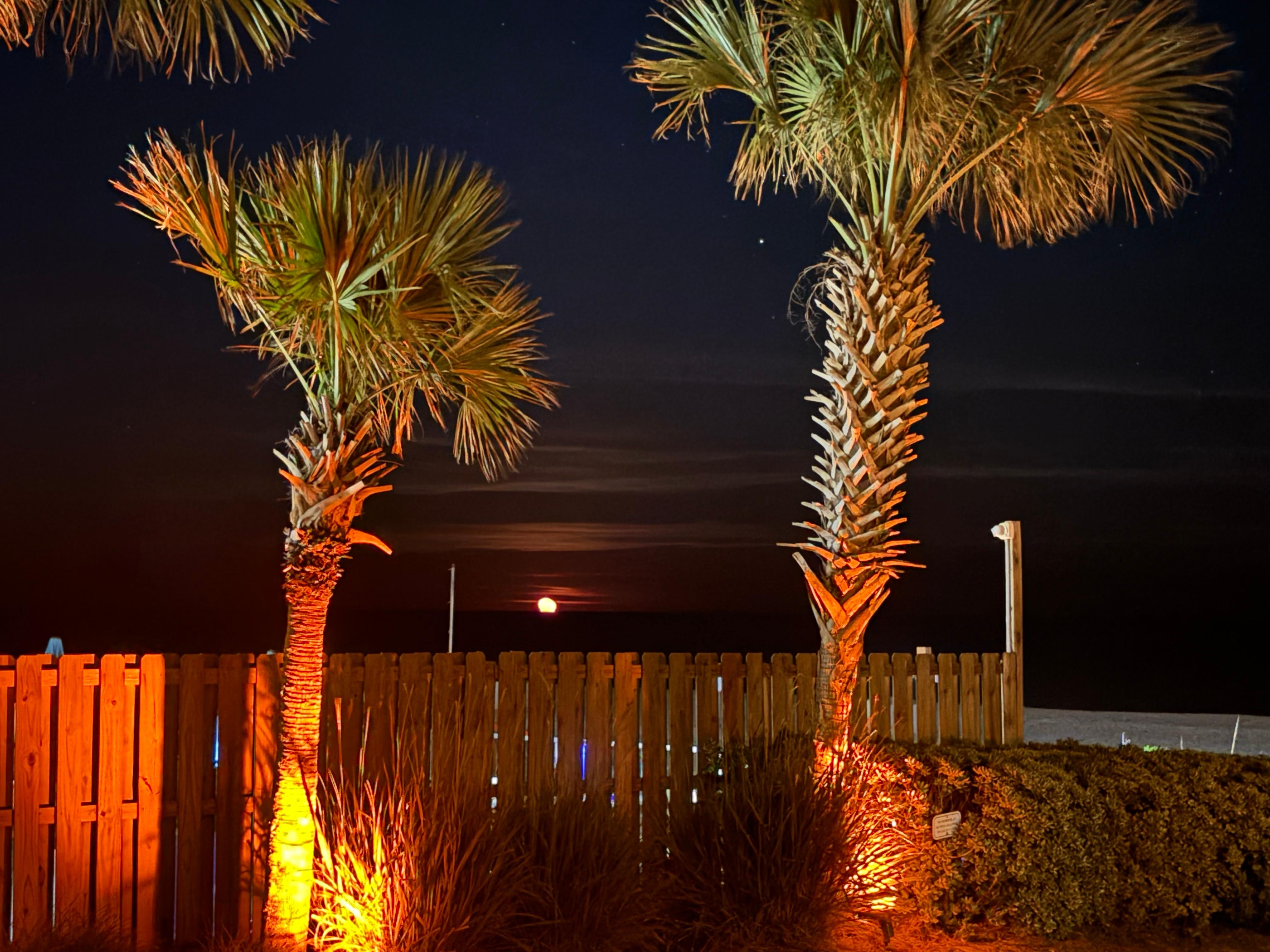 Night moon

