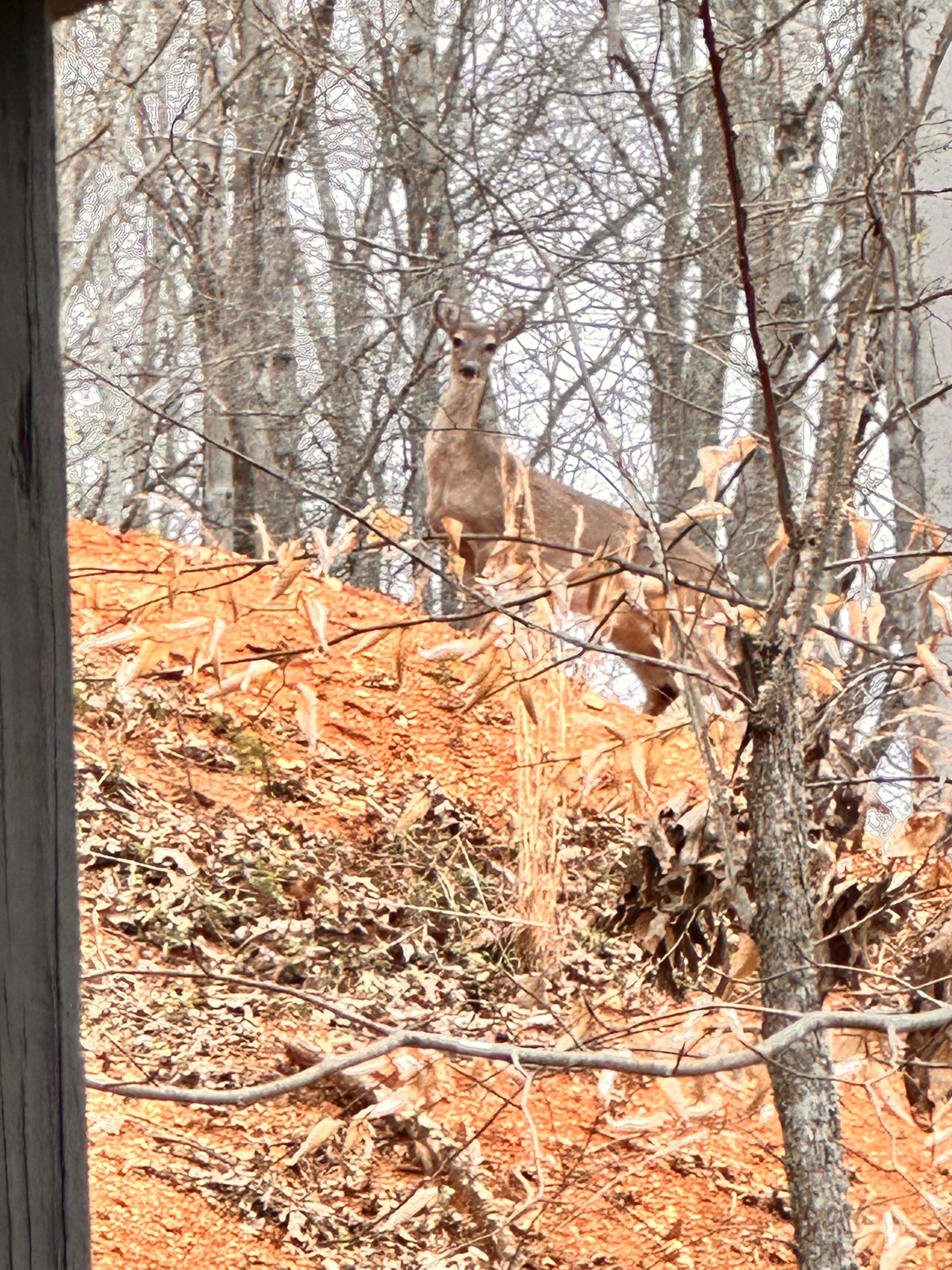 We had some visitors too