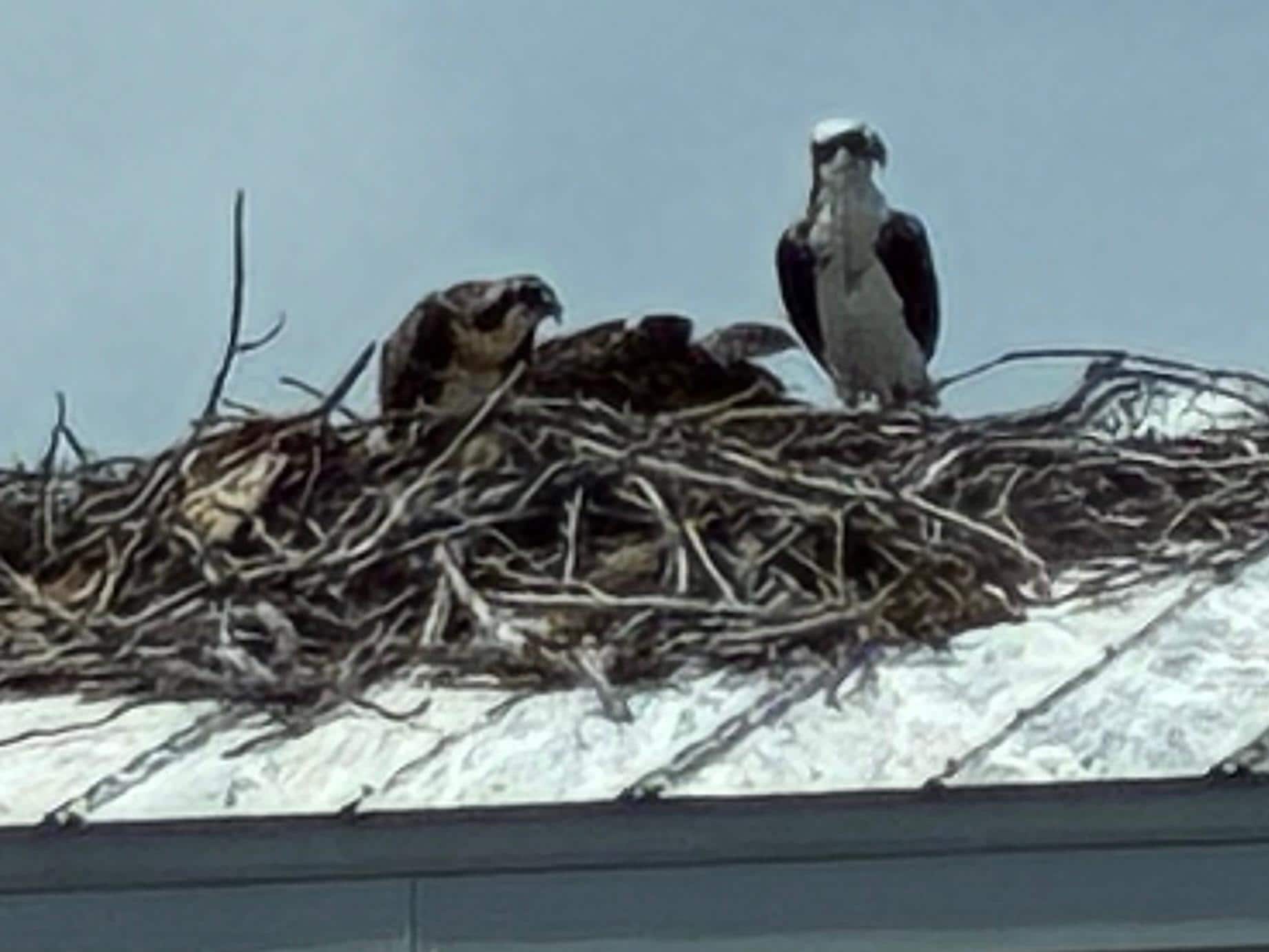 Osprey nesting at neighboring home