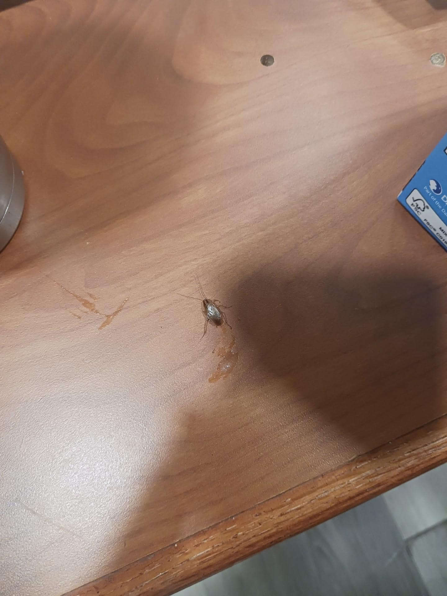 cockroach