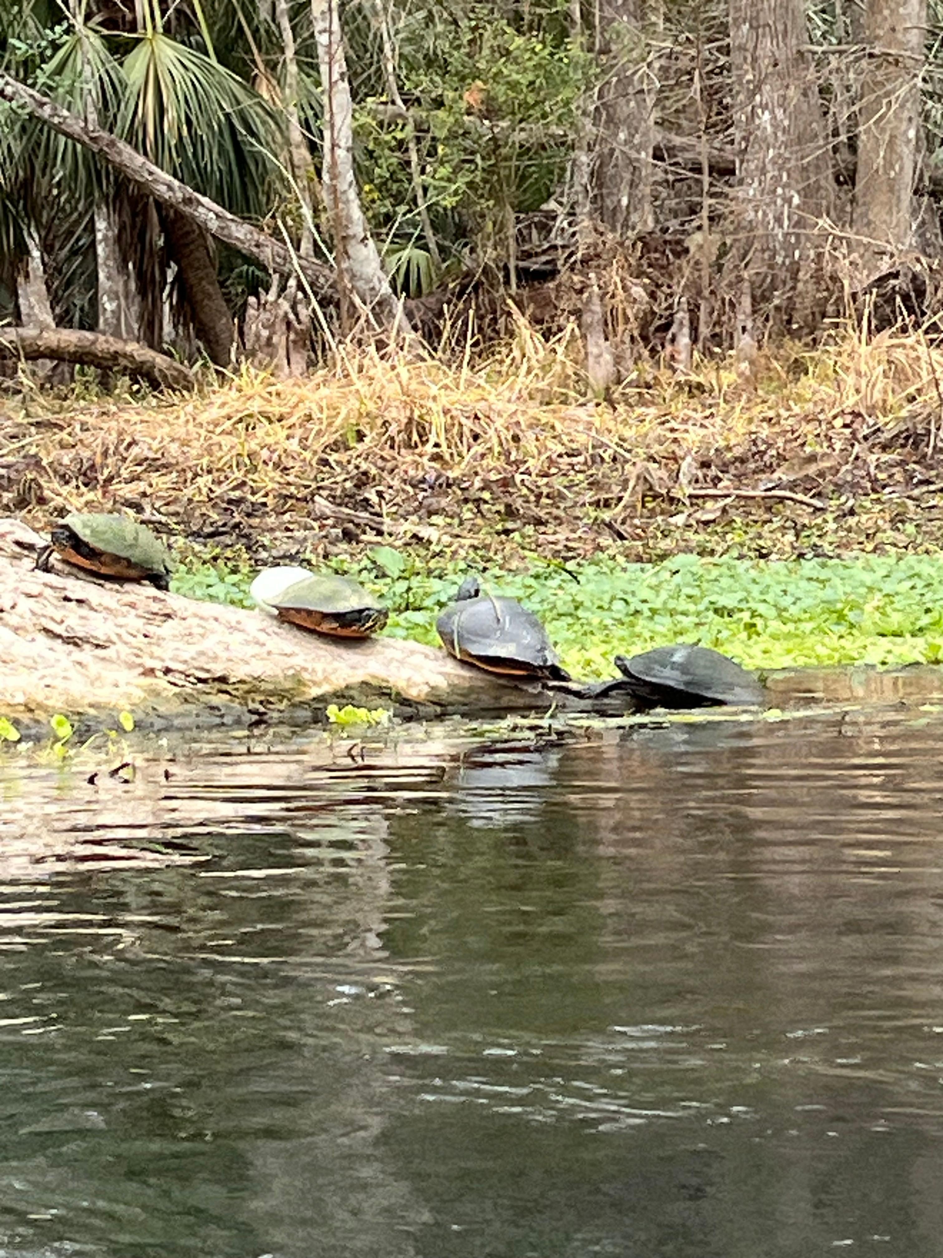 Silver Springs is just 30 miles away. 