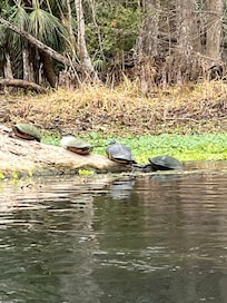 Silver Springs is just 30 miles away.