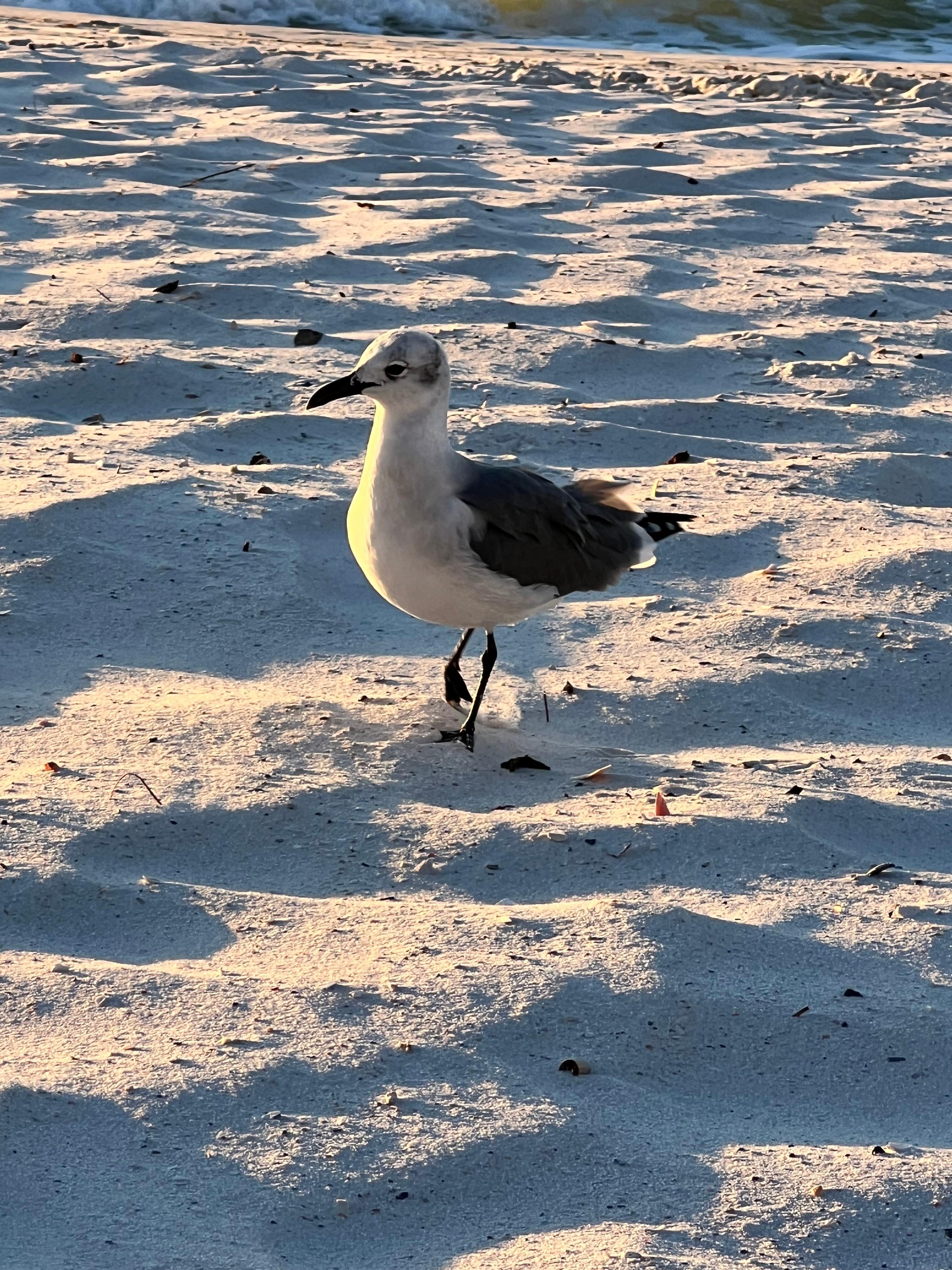 Beaches are clean and beautiful. 