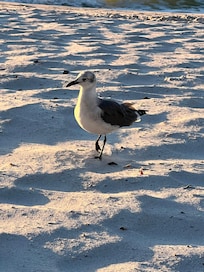 Beaches are clean and beautiful.