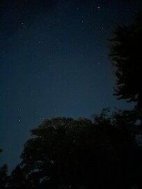 Nightly tree line.