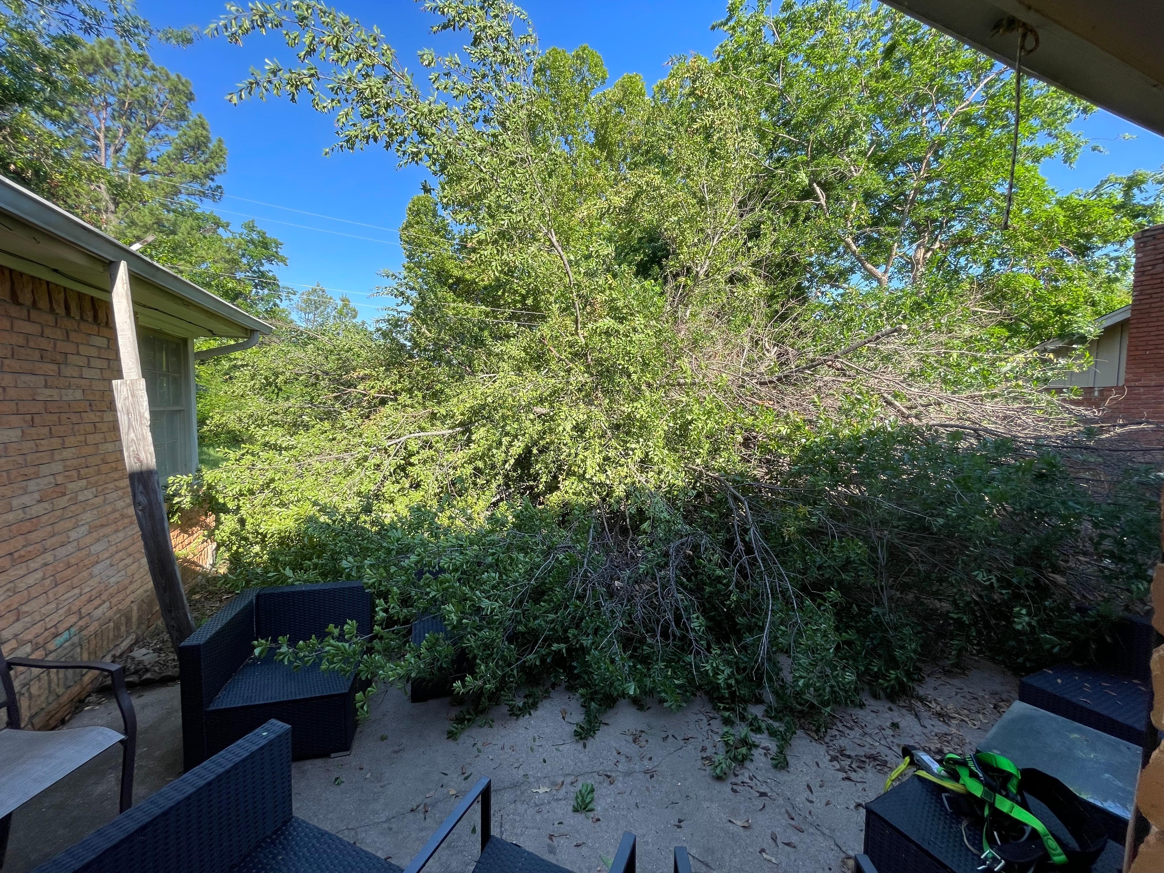 another tree felled in the back yard. woke up to the sound of several chainsaws