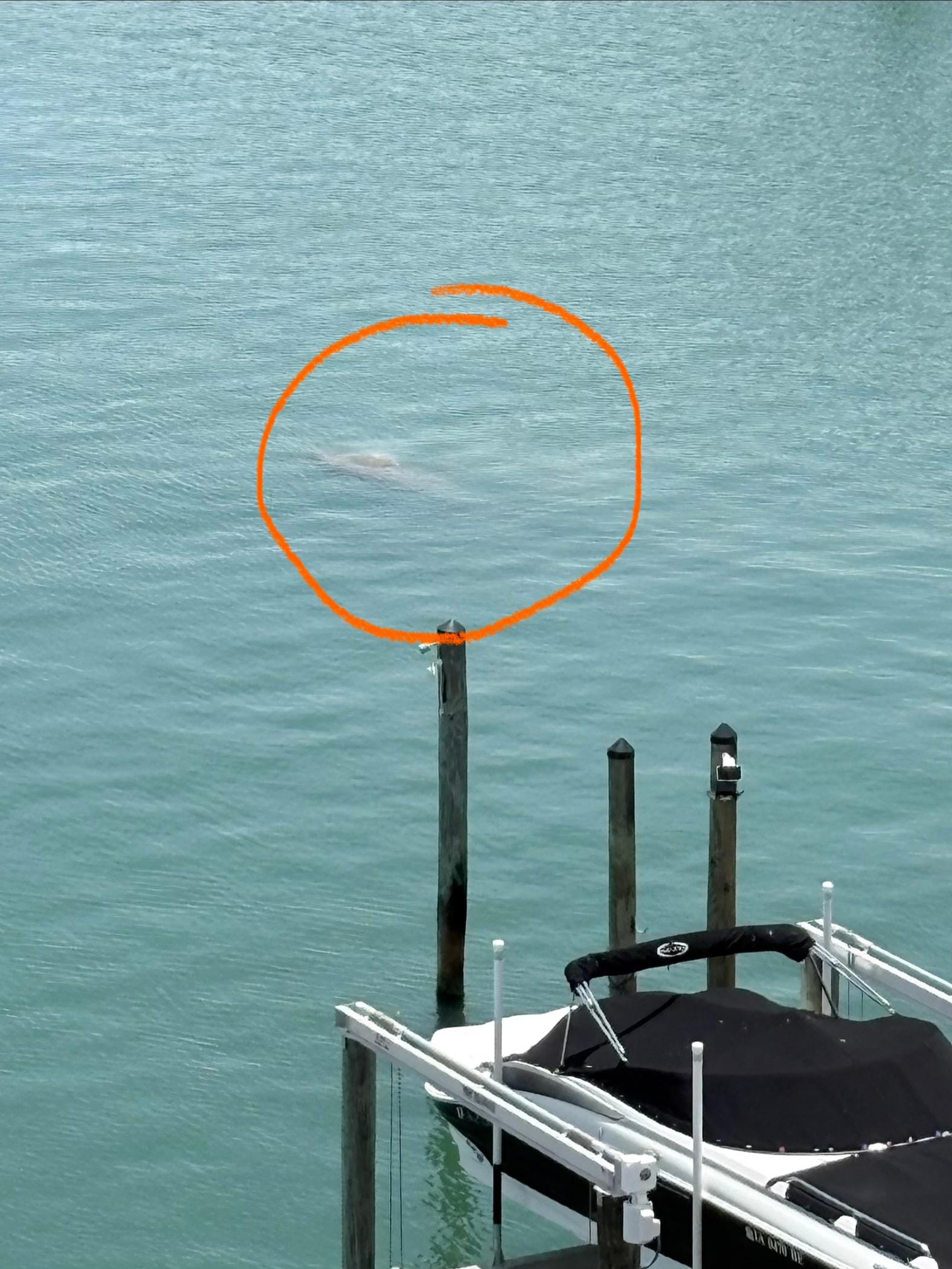 Manatees came to visit!