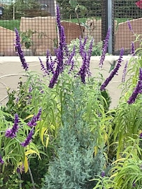 One of our beautiful yard guests, a hummingbird.