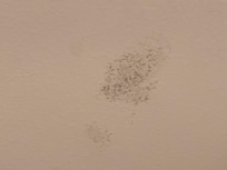 Mold