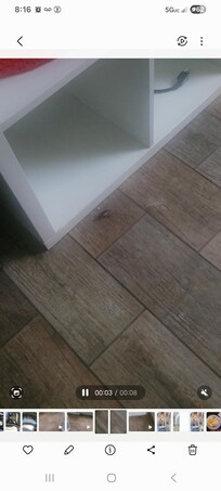ROACHES