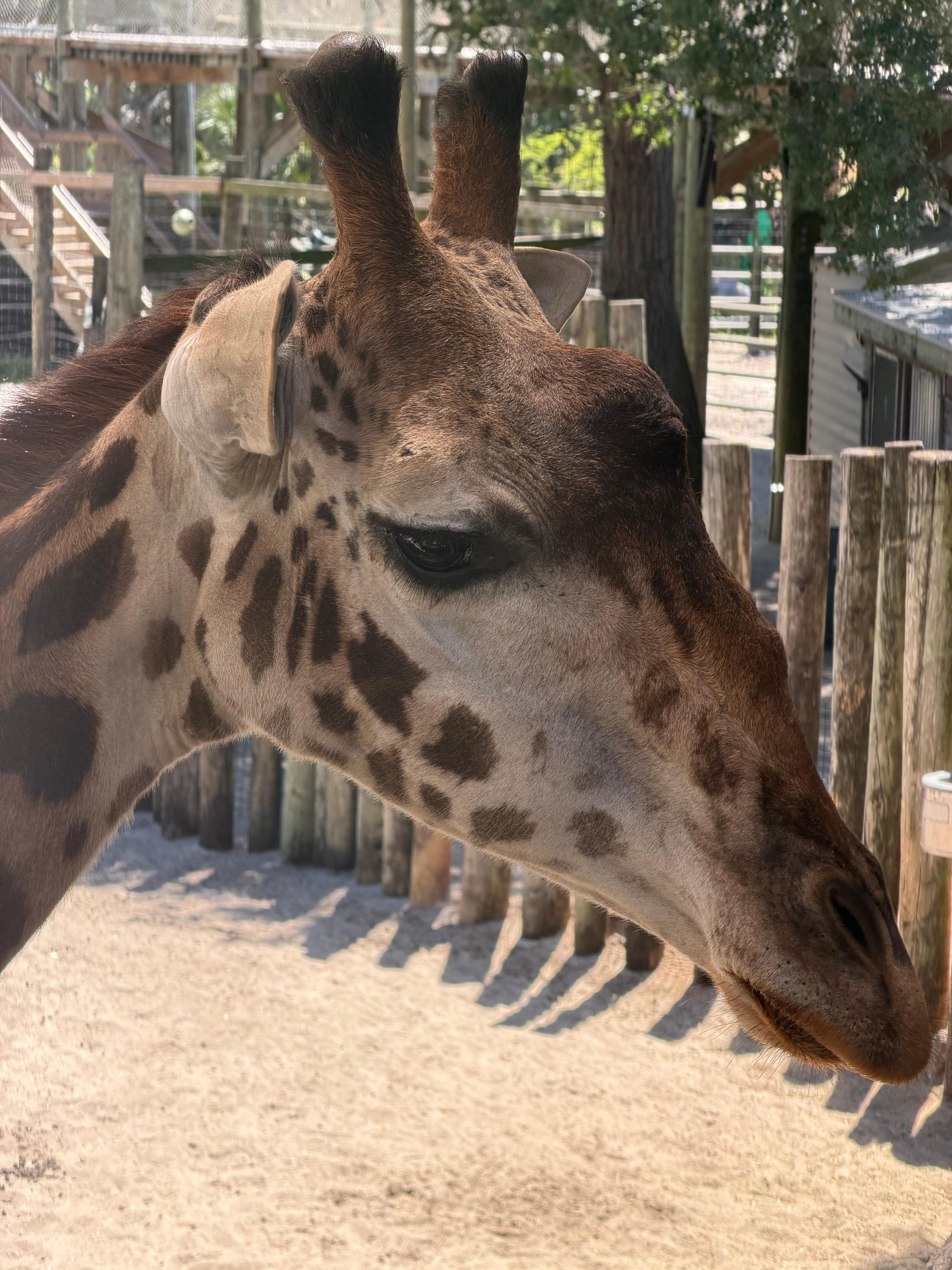 Brevard zoo