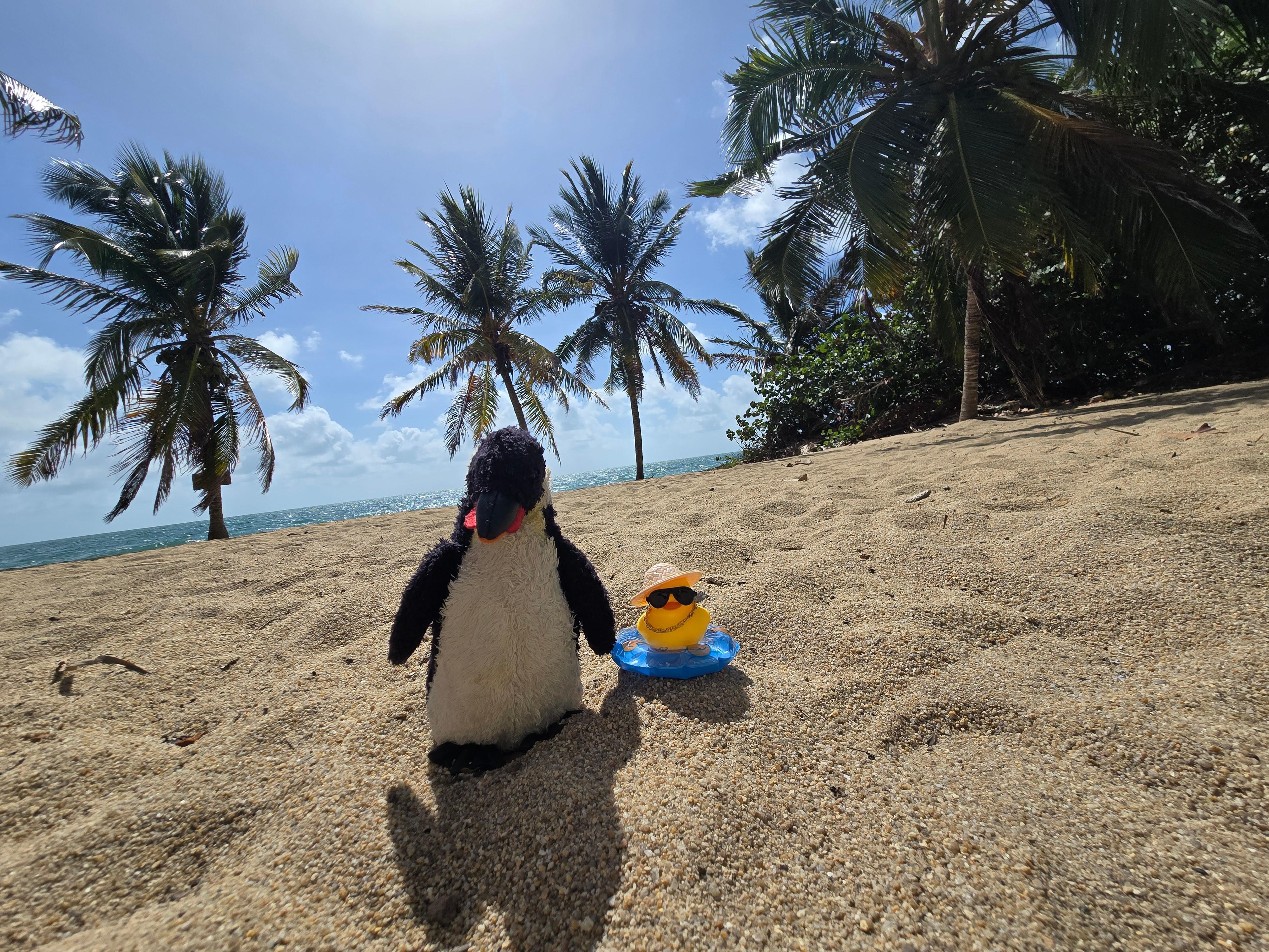Porter the Traveling Penguin and his new Carrican Duck friend!