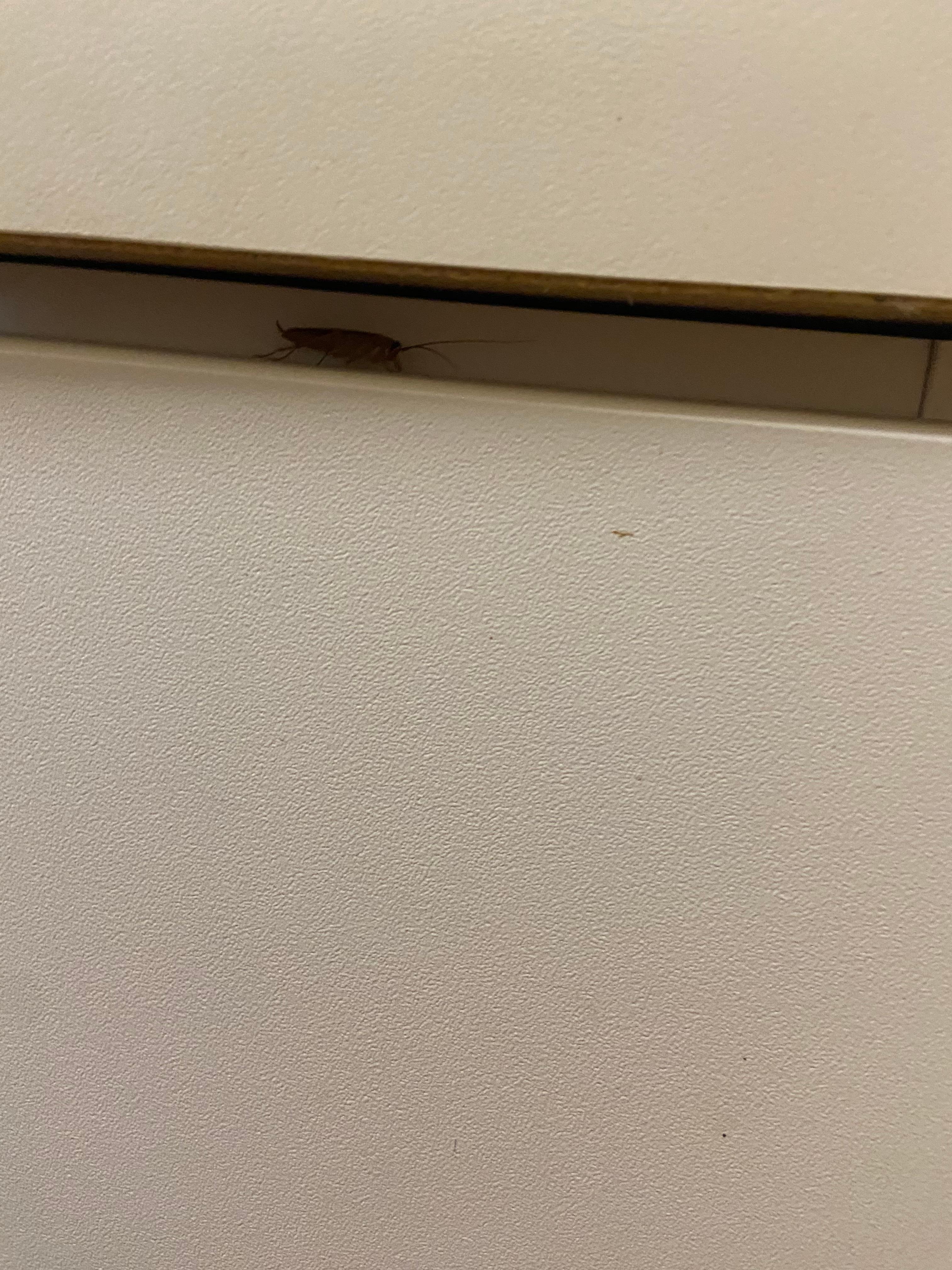 Cockroach